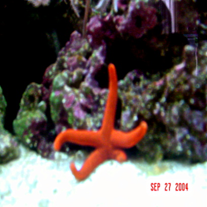 1201starfish