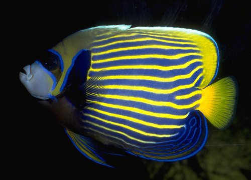 69EmperorAngelFish