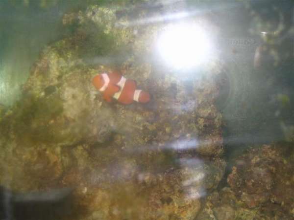 percula clownfish