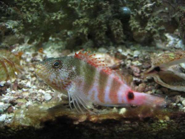HawkFish002