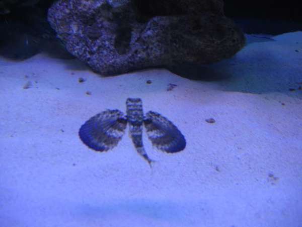 Flying Gurnard