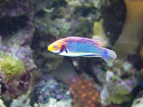 Soloresis Wrasse