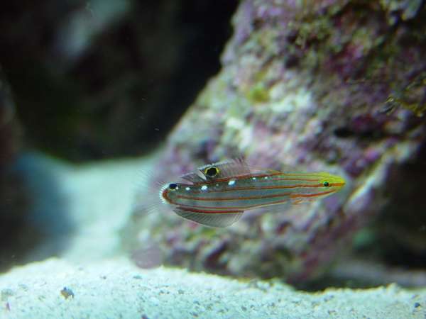 Rainfordi Goby