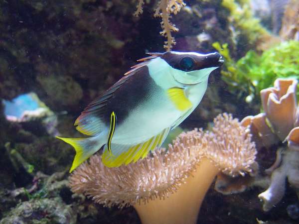 Andaman Foxface with sharknose goby