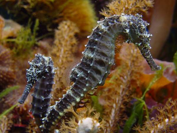 Mated Seahorse