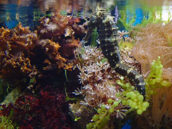 Mated Seahorse