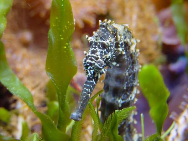 Mated Seahorse