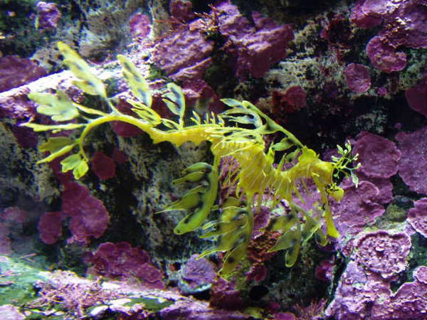 Leafy Sea Dragon