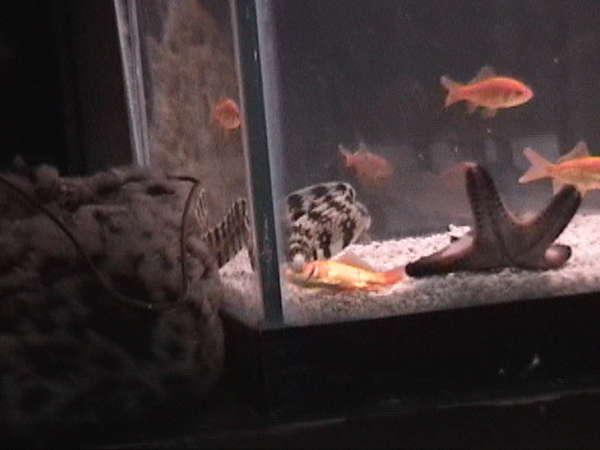 1 Down 3 to Go The 4th Goldfish Was Way To Slow
