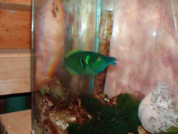 Green_Bird_Wrasse