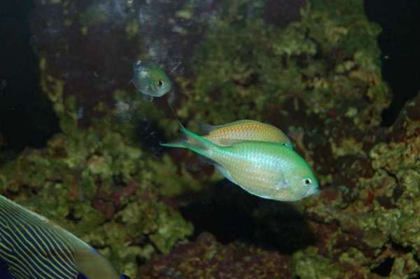 3 Green Chromis