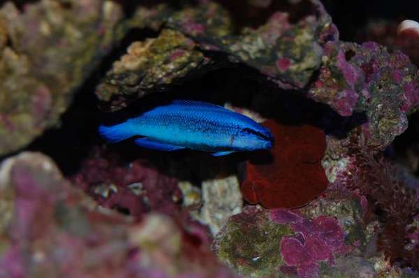 Indigo Dottyback