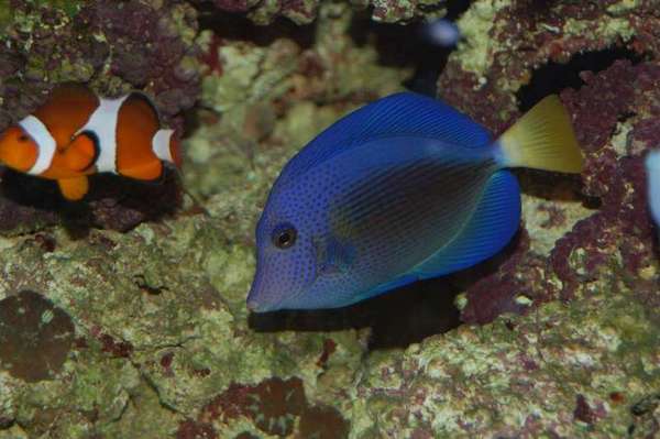 Purple Tang