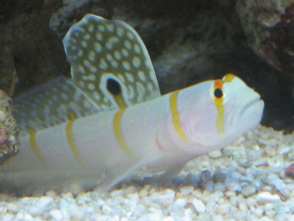 My Randal Goby.. a real joy to have in a tank!