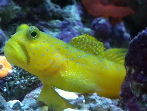 Randall the Yellow Watchman Goby &quot;King of the Tank&quot;