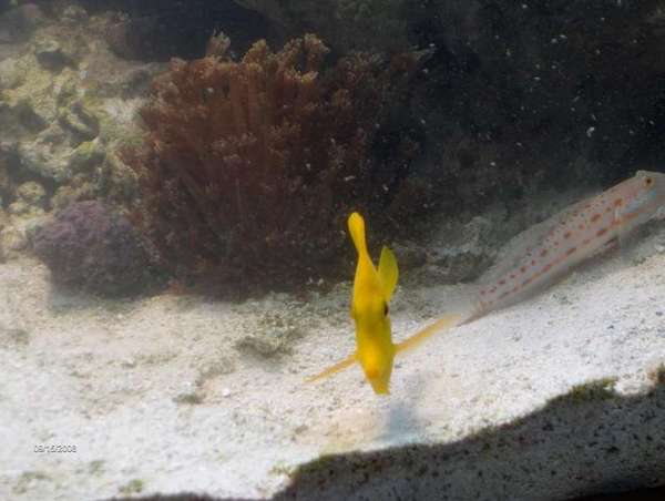 Yellow Tang