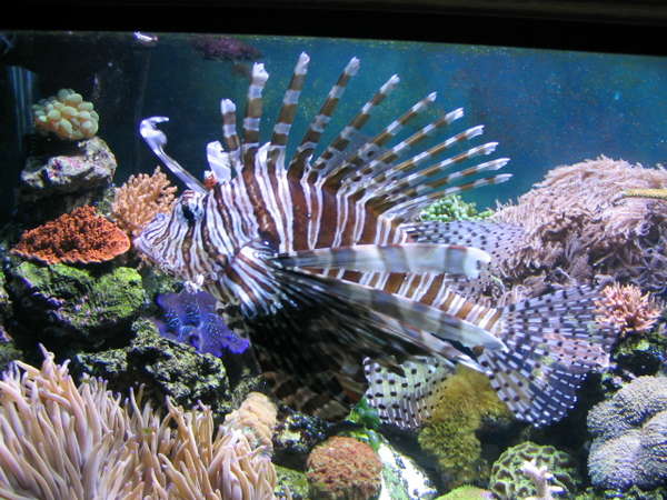 Volitan Lionfish