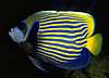 69EmperorAngelFish.jpg