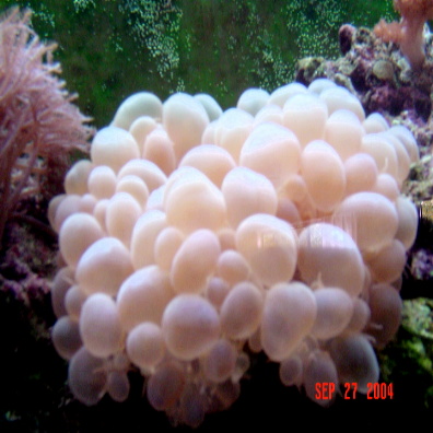 1201bubble_coral