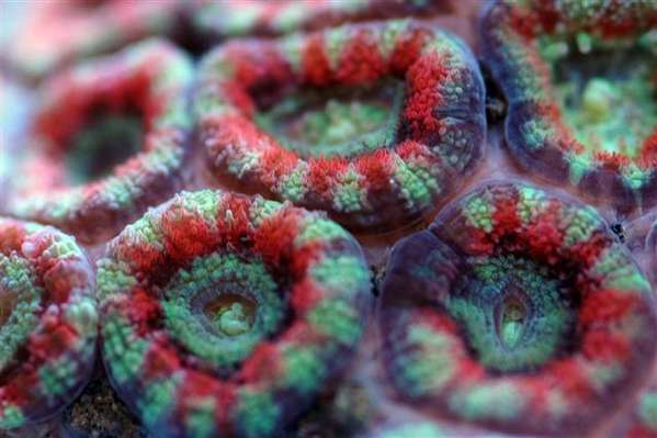 Macros