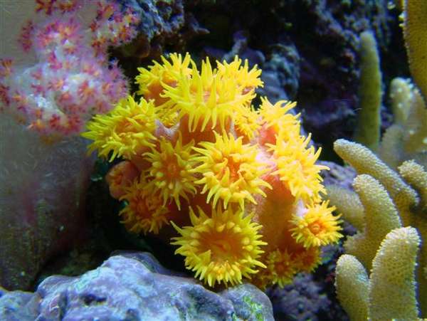 Suncoral111603_web