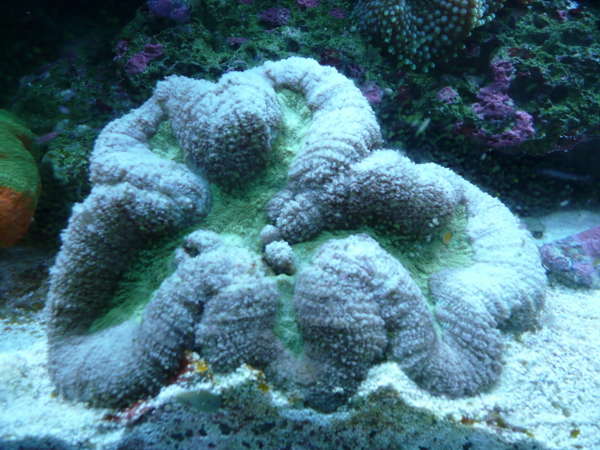 Lobophyllia Hemprichii (Brain Coral)