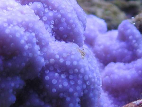 Coral_shots_274