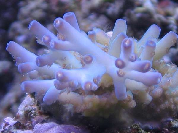 Coral_shots_276