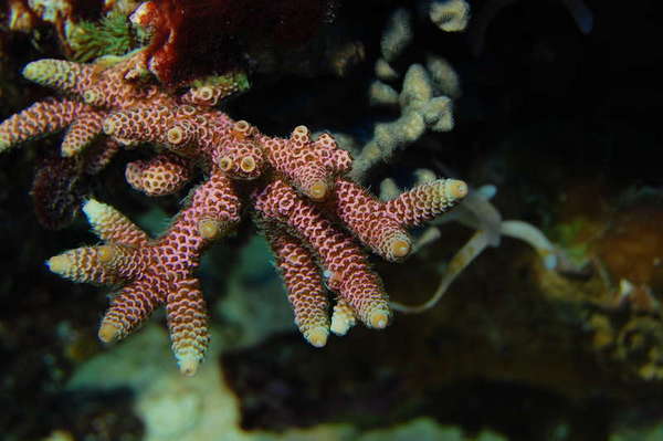 Millepora