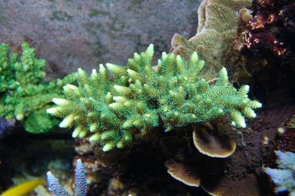 Millepora