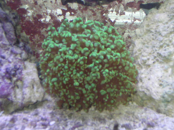 frogspawn_january_06