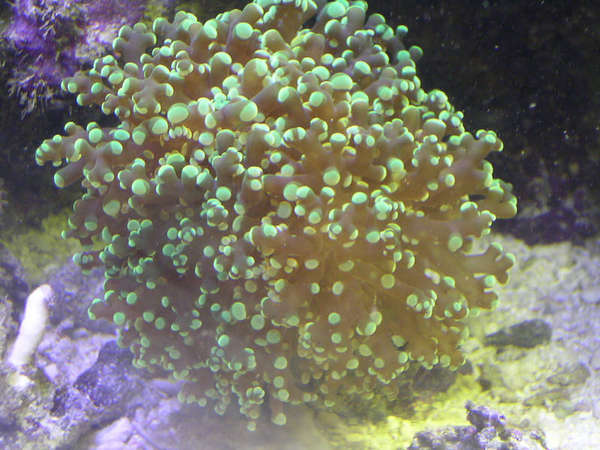 frogspawn_december_05