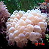 1201bubble_coral.JPG