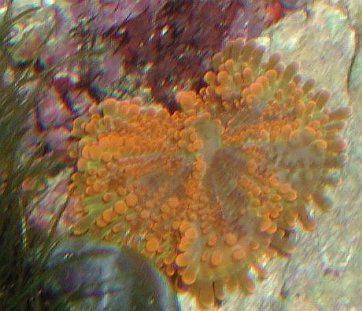 1706orange_Ric
