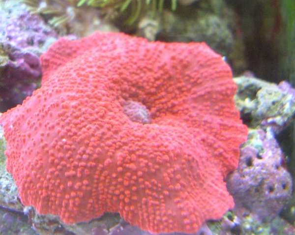 red bumpy mushroom