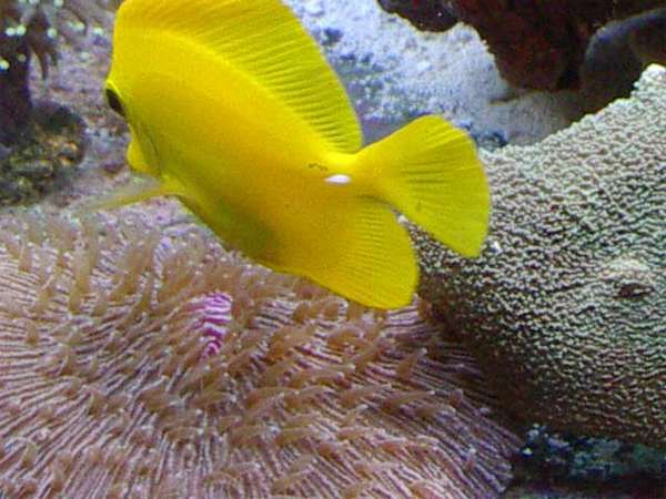 fungia