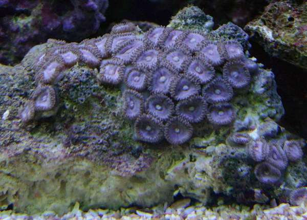 Purple Zoos