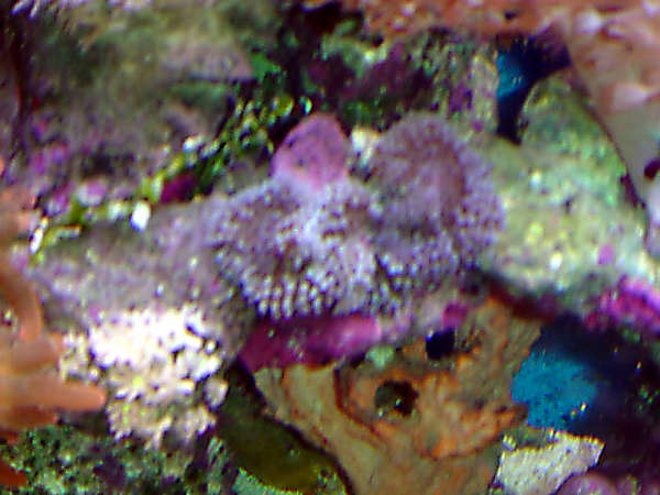 Blue Ricordia