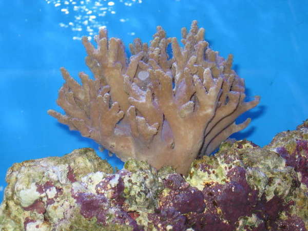 jordsy's coral