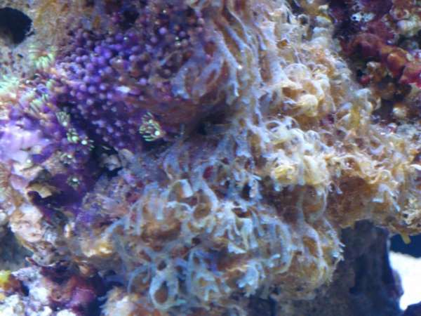 green star polyp