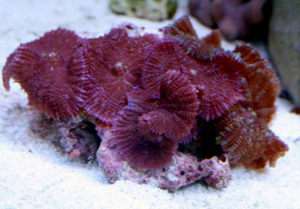 Mushroom_Coral
