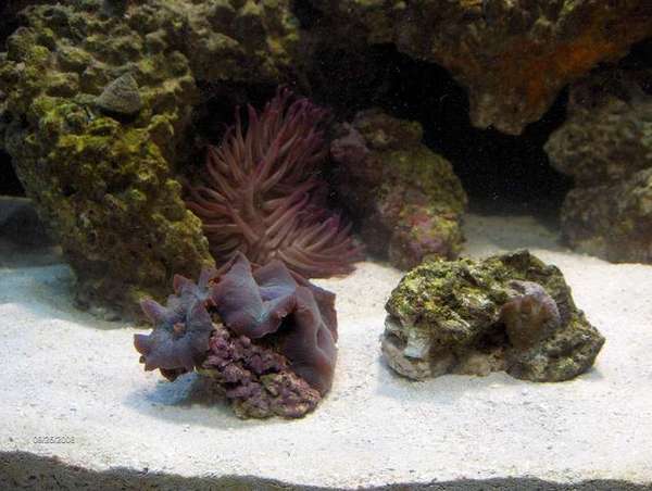 Purple Tip Anemone