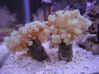torch_sm_3
