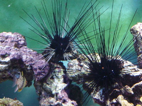 8urchins_001