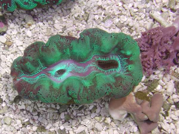 bluegreenmaxima