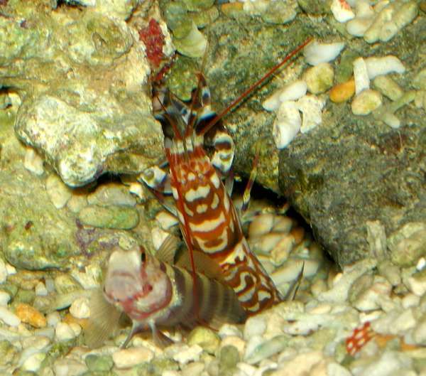 Shrimp Goby and Pistol Shrimp