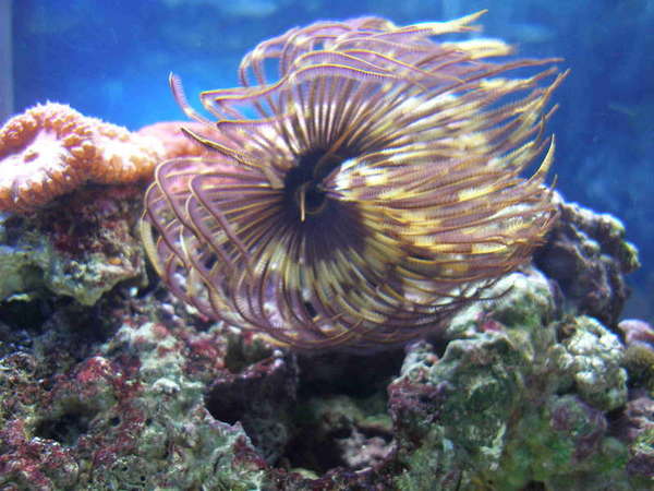 Featherduster Worm