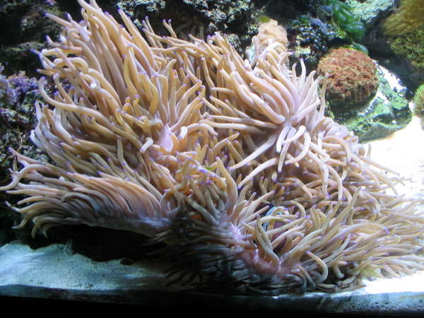 Sebae anemone