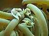 ladelmancrab_250.jpg ladelmancrab_250.jpg