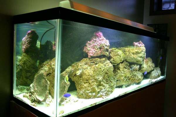 kens tank